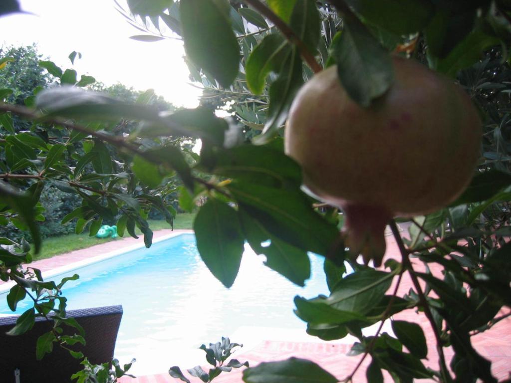 Al Melograno - Room & Breakfast Bolonia Exterior foto